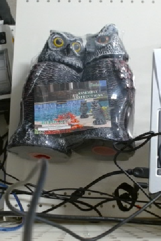Plastic Owl Decoy